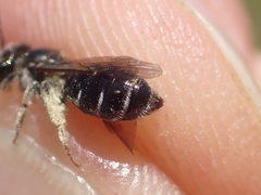 Andrena nitidiuscula