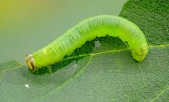 Pristiphora leucopus