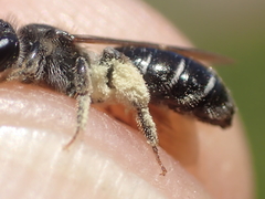Andrena nitidiuscula