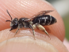 Andrena nitidiuscula