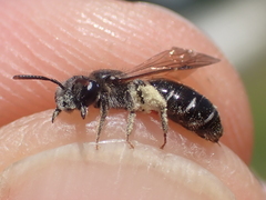 Andrena nitidiuscula