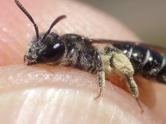 Andrena nitidiuscula