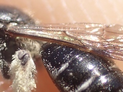 Andrena nitidiuscula