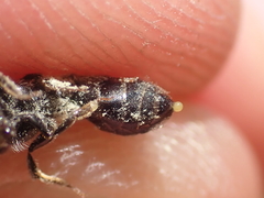 Andrena nitidiuscula