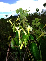 Odontadenia nitida