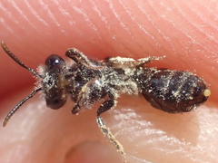 Andrena nitidiuscula