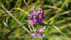 Pedicularis spicata