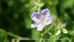 Geranium wlassovianum