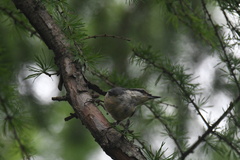 Sitta europaea