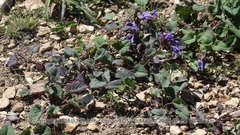 Dracocephalum rupestre
