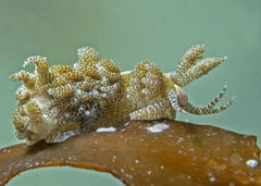 Limenandra rosanae