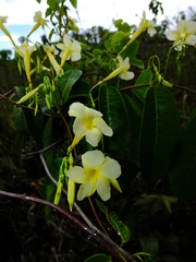 Odontadenia nitida