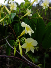 Odontadenia nitida