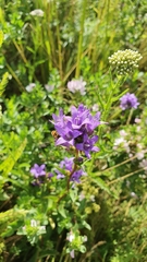 Campanula glomerata farinosa