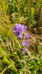 Campanula glomerata farinosa