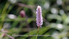 Bistorta officinalis officinalis