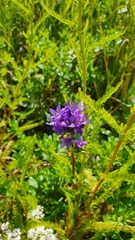 Campanula glomerata farinosa