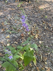 Campanula rapunculoides