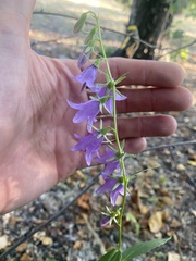 Campanula rapunculoides