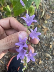 Campanula rapunculoides