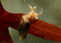 Limenandra rosanae
