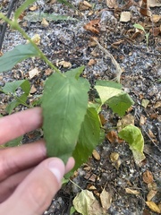 Campanula rapunculoides