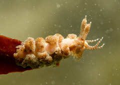 Limenandra rosanae