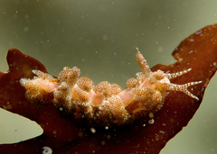 Limenandra rosanae