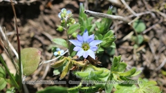 Gentiana aquatica pseudoaquatica