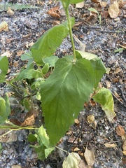 Campanula rapunculoides