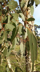 Eucalyptus fasciculosa