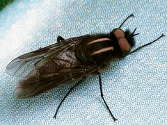 Thereva albovittata