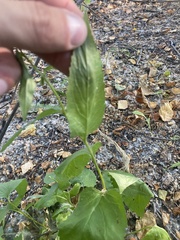 Campanula rapunculoides