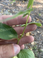 Campanula rapunculoides