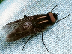 Thereva albovittata