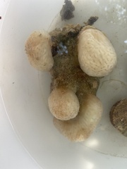 Polycitor adriaticus