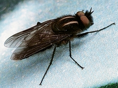 Thereva albovittata