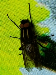 Thereva albovittata