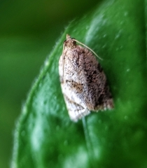 Neocalyptis affinisana