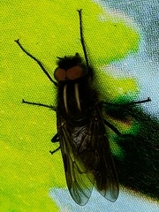 Thereva albovittata