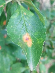 Polystigma rubrum