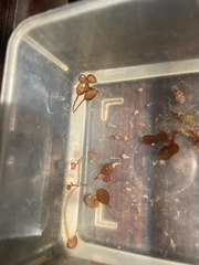 Botryocladia botryoides