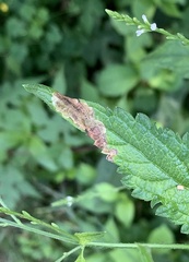 Calycomyza verbenae
