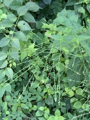 Calycomyza verbenae