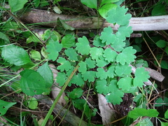 Thalictrum confine