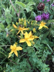 Hypericum perforatum