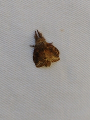 Euglyphis lacrimosa