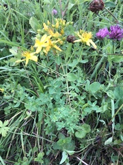 Hypericum perforatum