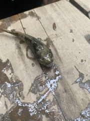 Cottus gobio