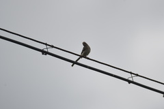 Carpodacus sibiricus